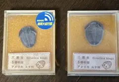 三葉虫 化石 2個セットのサムネイル