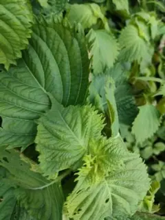 新鮮野菜 大きな大葉 約80〜100枚 - メルカリ