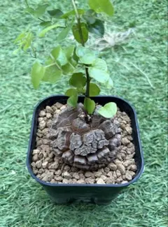 2026年最新】長谷川亀甲竜の人気アイテム - メルカリ