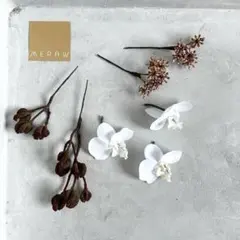 (No.37①)胡蝶蘭 白 ボルドー