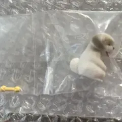 まてぼう犬