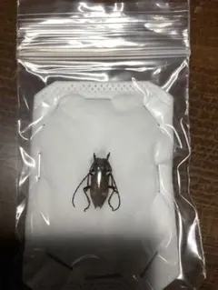 ツヤケシオニノコギリカミキリ　標本！大型！2 2025年最新】カミキリ 標本の人気アイテム - メルカリ