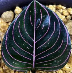 アグラオネマ　ロタンダム　アチェ　Rotundum aceh 黒質葉アチェ産 Aglaonema 