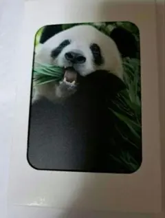 2025年最新】シャンシャン ポストカードの人気アイテム - メルカリ