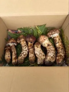 最終お値下げ！600g クール便着払い⭐︎信州産 松茸 長野県産 - メルカリ