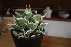 池*様 アガベ 海王 陽炎　中子株 池*様 アガベ 海王 陽炎 中子株 Yahoo!オークション - 【親株