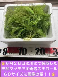 キ*ギ様 天然マツモ発泡６０サイズ画像の量⚠️翌日地域の方で⚠️❌❌翌々日地域はのサムネイル