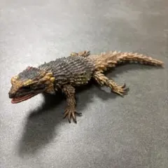アルマジロトカゲ カプセルトイ
