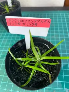 2025年最新】ホシクサspの人気アイテム - メルカリ