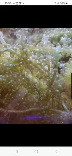 2025年最新】リフジウム水槽の人気アイテム - メルカリ