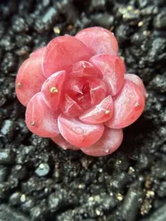 マ*マ様 現品　新作　多肉植物　エケベリア　ルビーのいちご大福　小苗　1株　5c