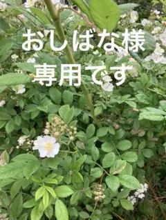 【匿名発送】　ノイバラ　枝のみのサムネイル