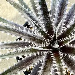 ディッキア Dyckia aff. pulquinensis かきこ - メルカリ