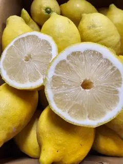 【クール便】農薬不使用レモン 加工用10kg 愛媛※北海道、東北、沖縄は発送不可 クール便】農薬不使用レモン 加工用10kg 愛媛※北海道、東北、沖縄は