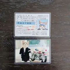 アファメーションカード】キュートな動物に癒される✨アニマルセラピー