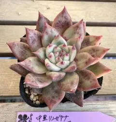 2025年最新】中里リンゼアナの人気アイテム - メルカリ