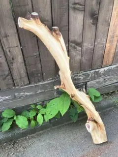貝塚伊吹木製昆虫止まり木 約65cm 貝塚伊吹木製昆虫止まり木 約65cm - メルカリ