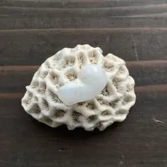 勇姿！！戦い厳しさを感じるケオンさん☆　イシカブラ　ケオン　石　パワーストーン 勇姿！！戦い厳しさを感じるケオンさん☆ イシカブラ ケオン 石