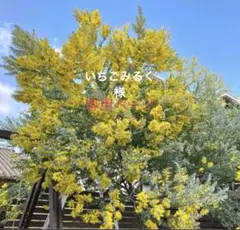 いちごみるく様専用ページ　パールアカシア