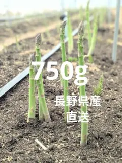 信州産　アスパラガス　Lサイズ　600g　ネコポス発送 信州産 アスパラガス Lサイズ 600g ネコポス発送 - メルカリ