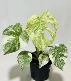 超絶希少❗️美株❗️モンステラ グリーンスノー 'Green Snow