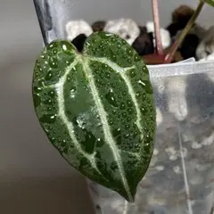 2026年最新】アンスリウムミッシェルの人気アイテム - メルカリ