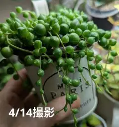 お*ん様 多肉植物　グリーンネックレス 抜き苗