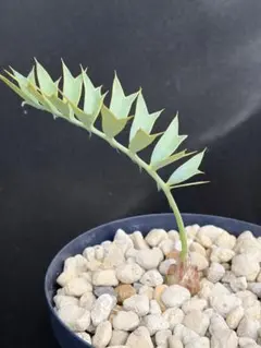 2026年最新】エンセファラルトスの人気アイテム - メルカリ