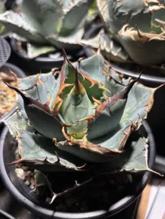 2025年最新】アガベ 親株の人気アイテム - メルカリ