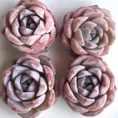 NEW‼️301 エリークイーン4株セット　多肉植物　エケベリア　寄せ植えにも❣️