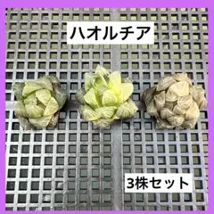 T*i様 M− 13 ハオルチア オブツーサ錦 水中月錦 3株セット