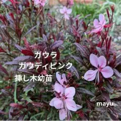 ゆきみな様 リクエスト 2点 まとめ商品