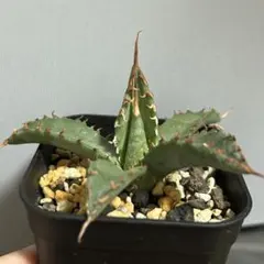 2025年最新】エボリスピナ bb ハイブリッドの人気アイテム