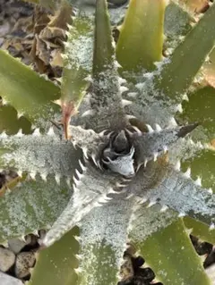 DBディッキア Dyckia Bill Baker hybrid #133 - メルカリ