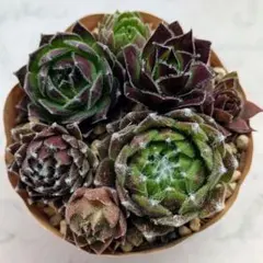 2026年最新】センペルビウムの人気アイテム - メルカリ