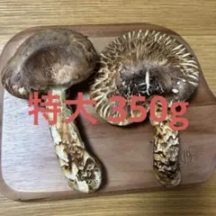 松茸 5本詰合せ 約350g 即日発送 - メルカリ