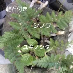 軽石付き 　シノブ 　ユキノシタ 寄せ植えのサムネイル
