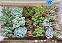 65 多肉植物　多肉弁当　詰め合わせ　寄せ植え　セット　カット苗　セダム