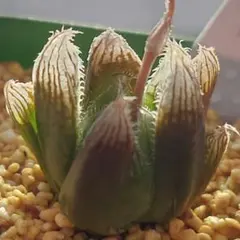 じ*む様 多肉植物　ハオルチア　藤乙オブツーサ錦　群生　鮮明錦　超美品 多肉植物 ハオルチア 藤乙オブツーサ錦 陰陽錦 鮮明錦 超美品 - メルカリ