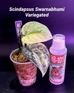 スキンダプサス スノーフレック ミューテーション ノーマルタイプと
