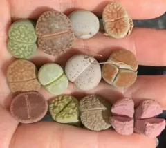 Rumi様 リクエスト 2点 まとめ商品