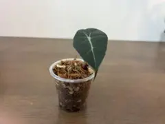 アロカシア ナイロビナイツ 芋 1個 - メルカリ