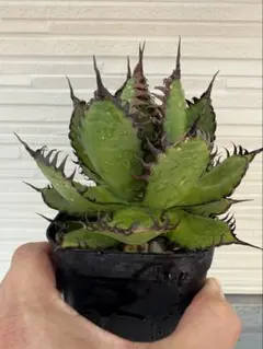 2026年最新】ホリダ 陽炎の人気アイテム - メルカリ