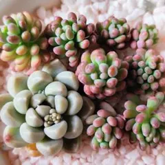 happy様 リクエスト 4点 まとめ商品