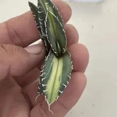 週末オークション　10 サイズ大　アガベ　チタノタ　SAD錦　　覆輪斑　TC 週末オークション 10 サイズ大 アガベ チタノタ SAD錦 覆輪斑 TC 週末