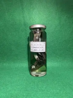 ◇太古がつまった、海の米◇【フズリナ/紡錘虫】 岐阜産 フズ5 - メルカリ