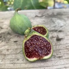 2026年最新】いちじく沼の人気アイテム - メルカリ