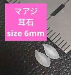 マアジ 耳石 お守りパワーストーン天然石宝石開運受験生物学 F83