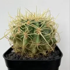 2025年最新】黒王丸 実生の人気アイテム - メルカリ