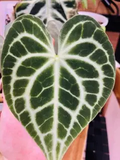 Anthurium Red Tiger アンスリウムレッドタイガー - メルカリ